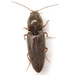 Cardiophorus convexus - Photo (c) Mike Quinn, Austin, TX, some rights reserved (CC BY-NC), uploaded by Mike Quinn, Austin, TX