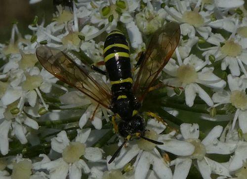 Plantain Wasp-sawfly, 4043 Opheusden, Nederland, photo 9 of 10
