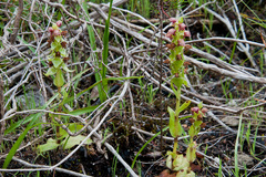 Satyrium bracteatum