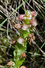 Satyrium bracteatum