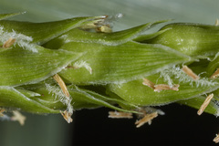 Anthephora hermaphrodita