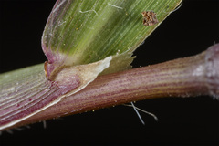 Anthephora hermaphrodita