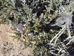 Boscia foetida foetida