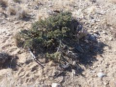 Boscia foetida foetida