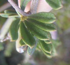 Indigofera flabellata