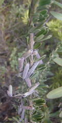 Indigofera flabellata