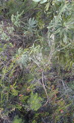 Indigofera flabellata