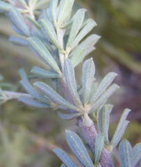 Indigofera flabellata
