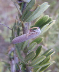 Indigofera flabellata