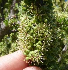Boscia foetida foetida