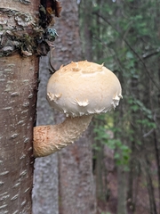 Hemipholiota