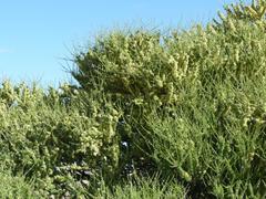 Boscia foetida foetida