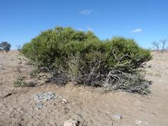 Boscia foetida foetida