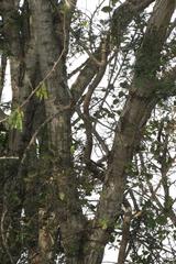 Vachellia robusta clavigera