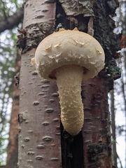 Hemipholiota