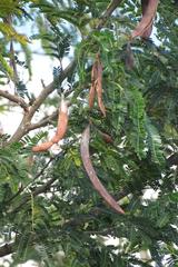 Vachellia robusta clavigera