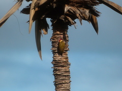 Colaptes melanochloros