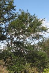 Vachellia robusta clavigera