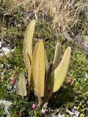 Elaphoglossum engelii