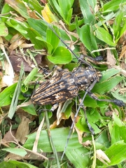 Steirastoma histrionicum