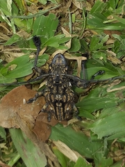 Steirastoma histrionicum