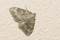 Coenotephria ablutaria