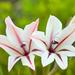 Gladiolus floribundus - Photo (c) Adriaan Grobler, algunos derechos reservados (CC BY-NC), subido por Adriaan Grobler