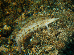 Parapercis lineopunctata
