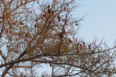 Albizia forbesii