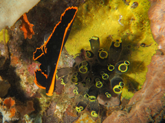 Platax pinnatus