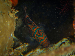 Synchiropus splendidus