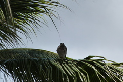 Rupornis magnirostris