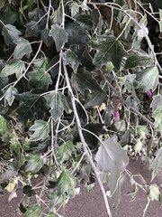 Populus alba