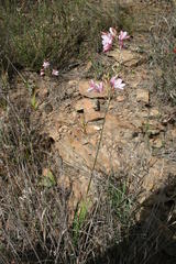 Ixia longituba