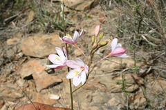 Ixia longituba