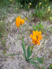 Ixia maculata