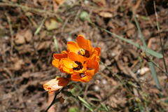 Ixia maculata
