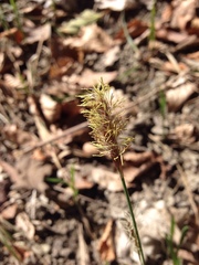 Carex sylvatica