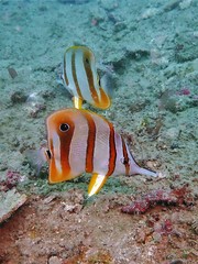 Chelmon rostratus