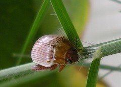Calotheca