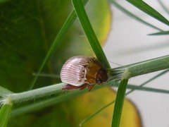 Calotheca