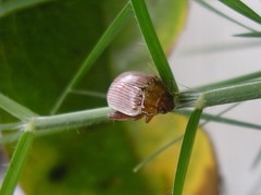 Calotheca