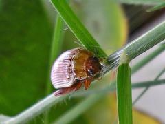Calotheca