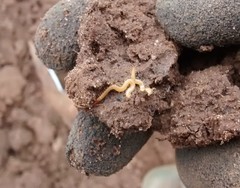 Geophilus flavus