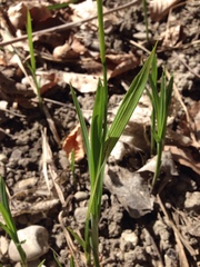 Carex sylvatica