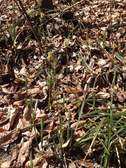 Carex sylvatica