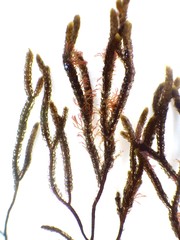 Cladostephus hirsutus