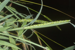Anthephora hermaphrodita