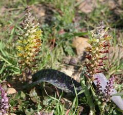 Lachenalia mutabilis