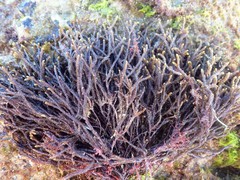 Cladostephus hirsutus